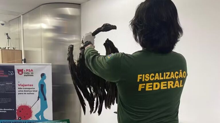 Carga de 102 kg com ratos empalados e abutres mortos é interceptada no Aeroporto de Guarulhos