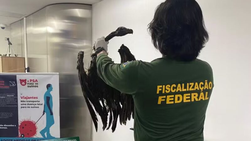 Carga de 102 kg com ratos empalados e abutres mortos é interceptada no Aeroporto de Guarulhos