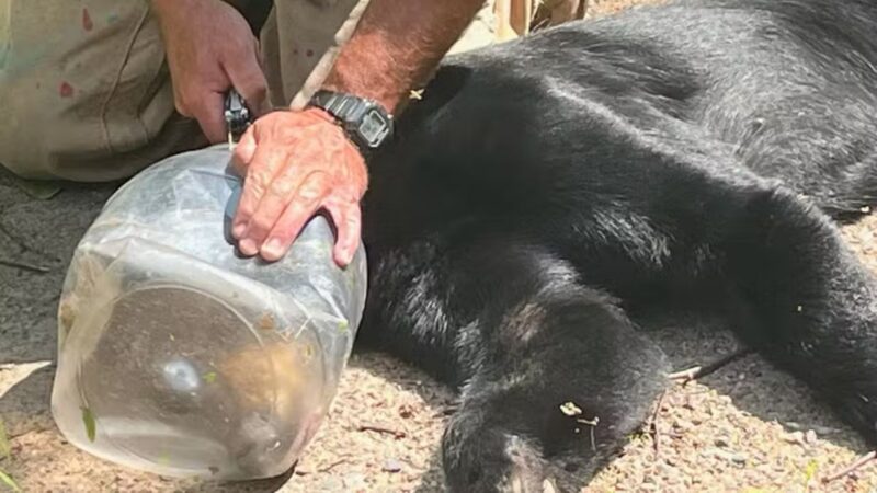 Ursa é resgatada após uma semana com cabeça presa em pote nos EUA