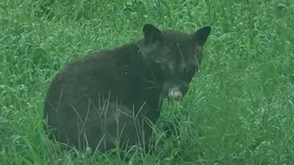 Animal misterioso é flagrado no estado do Kansas e caso divide especialistas