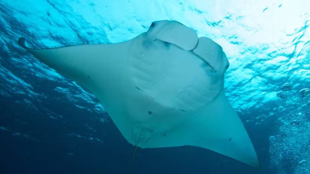 Nova espécie de arraia-manta é descoberta habitando o Oceano Atlântico
