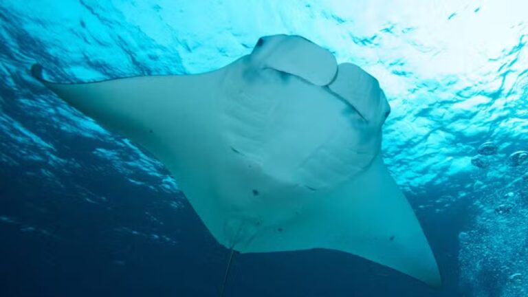 Nova espécie de arraia-manta é descoberta habitando o Oceano Atlântico