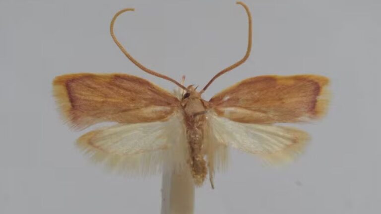 Biólogo dá nome da esposa a nova espécie de inseto