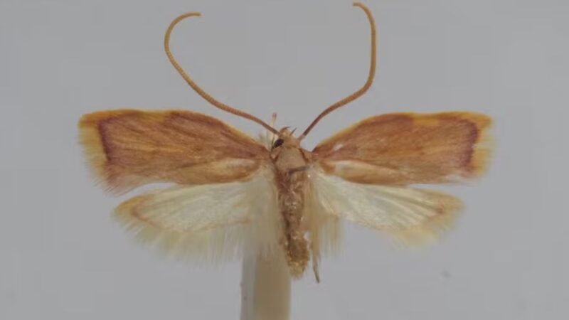 Biólogo dá nome da esposa a nova espécie de inseto