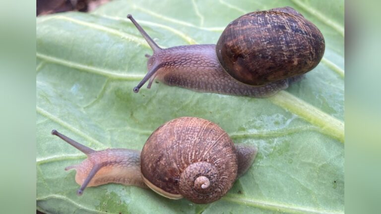 Nova Zelândia lança campanha para reprodução de caracol ‘invertido’