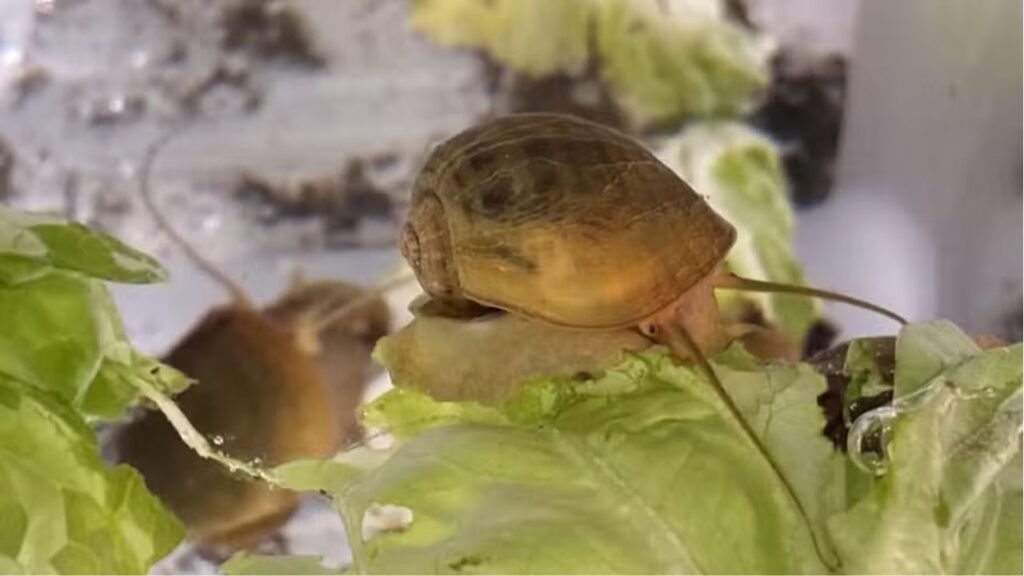 Caramujo capaz de regenerar os próprios olhos pode ajudar os seres humanos
