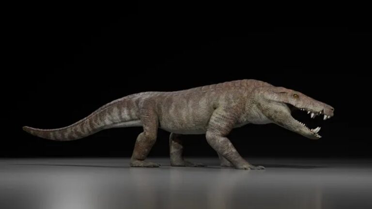 Crocodilo que caçava dinossauros é descoberto na Patagônia