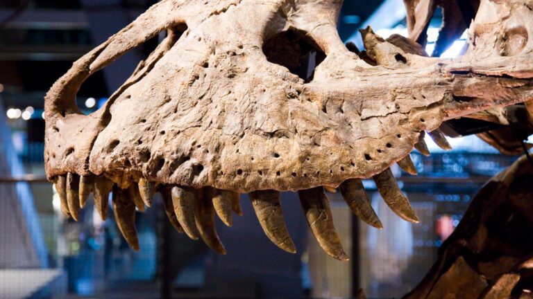 Bolsa “feita de T. rex” avaliada em milhões causa polêmica