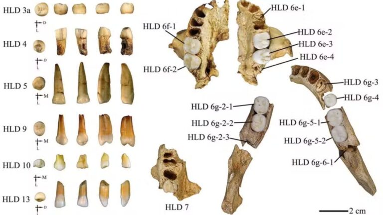 Fósseis de 300 mil anos sugerem cruzamento entre Homo sapiens e Homo erectus