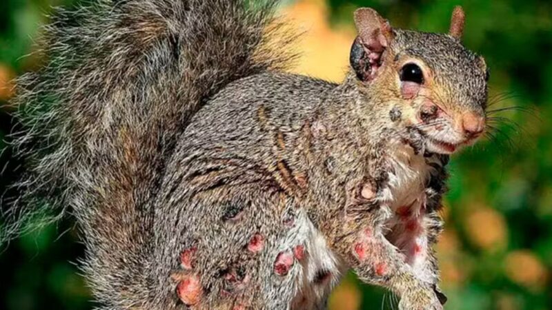 Após coelhos, esquilos-zumbis com verrugas pelo corpo são vistos nos EUA