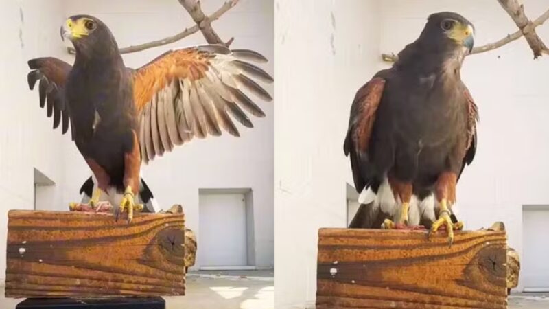 Falcão desaparecido retorna a zoológico após 15 meses, nos Estados Unidos