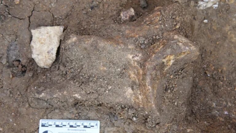 Ferramentas de pedra sugerem que hominídeos já se planejavam há 2,6 milhões de anos