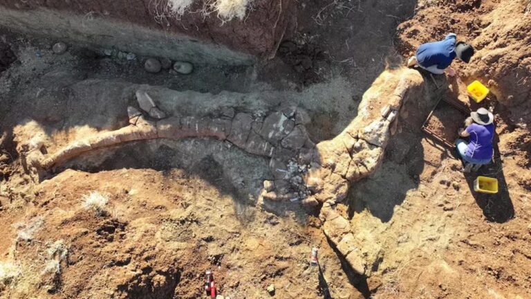 Fóssil de réptil marinho de 7 metros é descoberto na Austrália