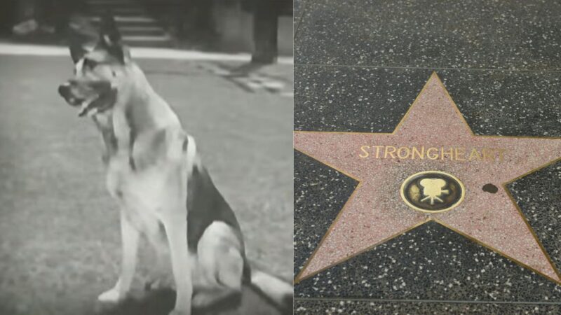Strongheart, o pastor alemão que se tornou astro do cinema mudo