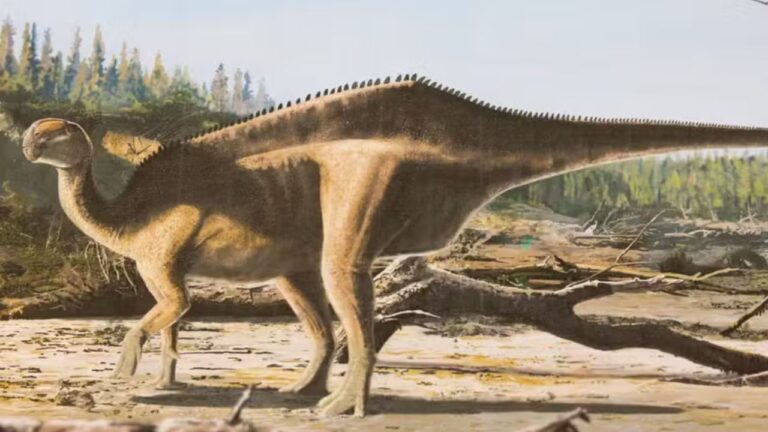 Cientistas descobrem espécie de dinossauro com crista de espinhos nas costas