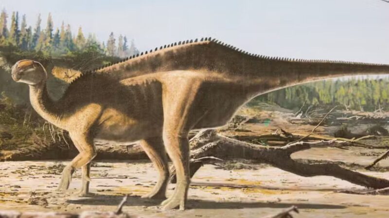 Cientistas descobrem espécie de dinossauro com crista de espinhos nas costas
