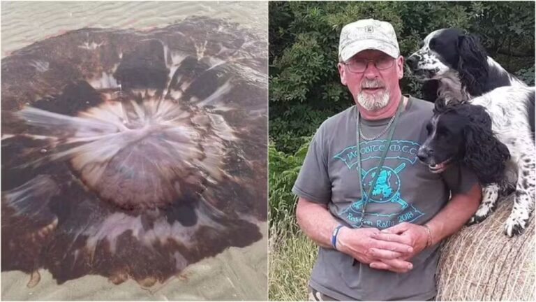 Água-viva ‘cabeluda’ surge em praia e impressiona banhista: ‘Nunca tinha visto desse tamanho’