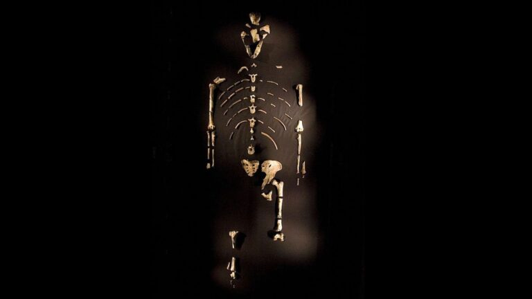 Lucy, a ancestral humana que viveu há 3,18 milhões de anos, é exibida pela primeira vez na Europa