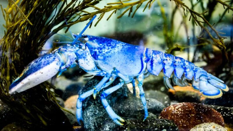 Rara lagosta azul brilhante é capturada nos Estados Unidos