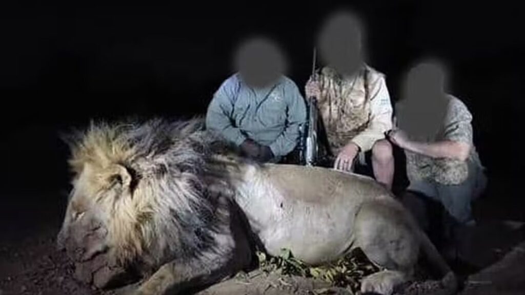 Grupo de caçadores mata ilegalmente leão que fazia parte de estudo