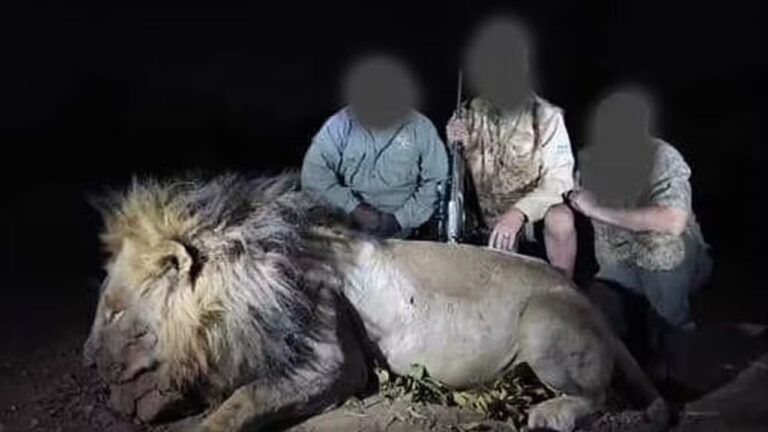 Grupo de caçadores mata ilegalmente leão que fazia parte de estudo