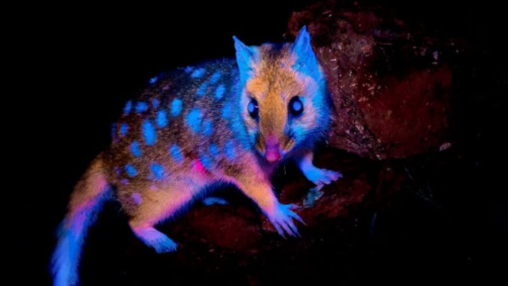 Fotógrafo registra marsupial ‘brilhante’ pela primeira vez na Tasmânia