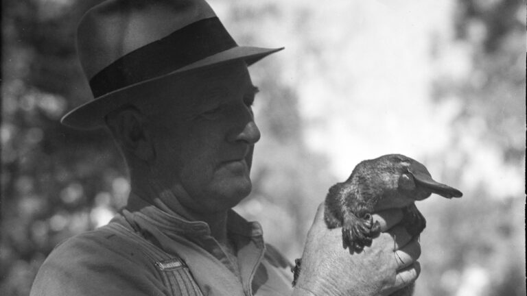 Winston e Splash: A envolvente história dos ornitorrincos de Winston Churchill