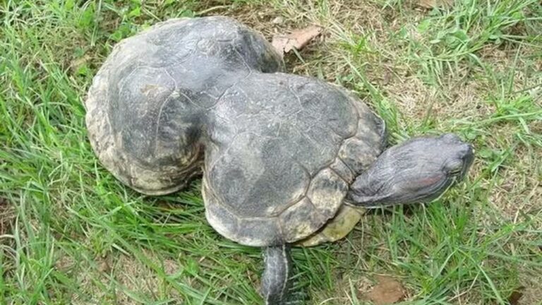 Peanut, tartaruga deformada por plástico, completa 41 anos e recebe festa
