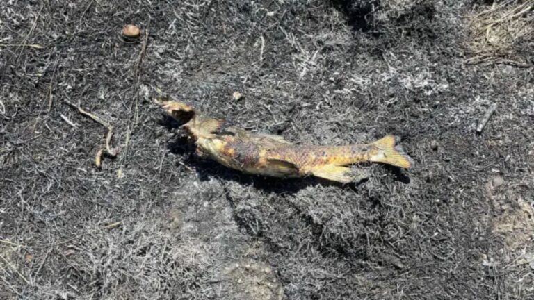 Peixe causa incêndio e interrompe fornecimento de energia no Canadá