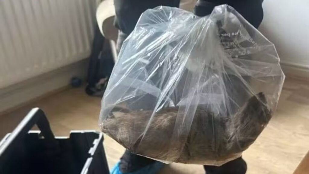 Rato gigante é abatido no Reino Unido e moradores falam em recorde