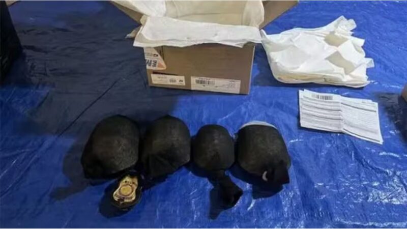 Chinês tenta contrabandear 850 tartarugas para Hong Kong e acaba preso nos EUA