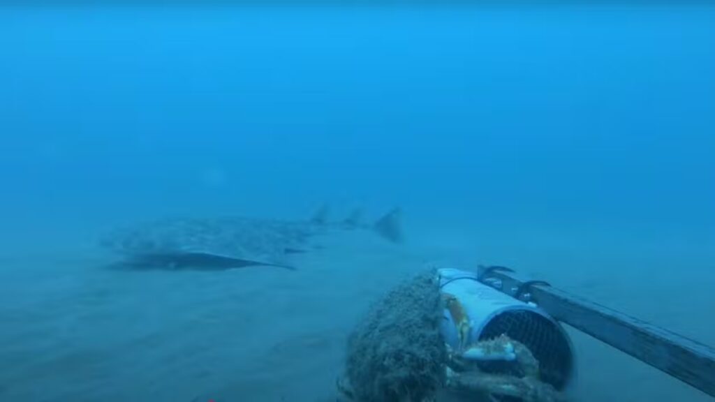 Espécie rara de tubarão ameaçado de extinção é avistada em Gales