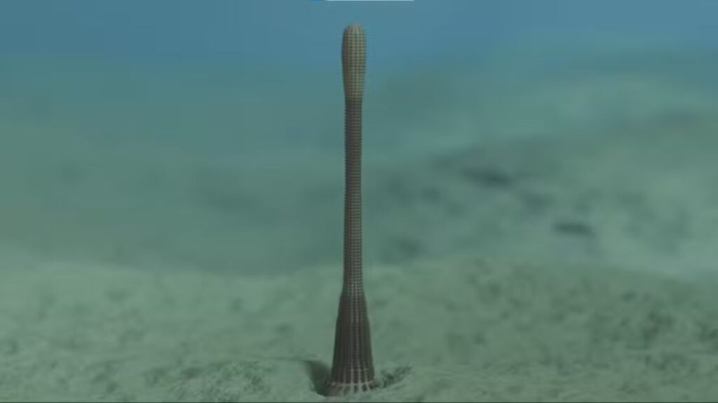 Nova espécie de ‘verme-pênis’ é descoberta no Grand-Canyon