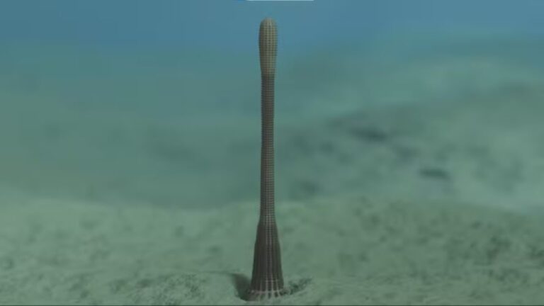 Nova espécie de ‘verme-pênis’ é descoberta no Grand-Canyon