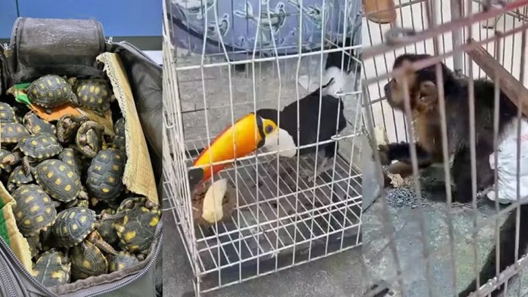 RJ: Polícia realiza operação contra tráfico de animais silvestres
