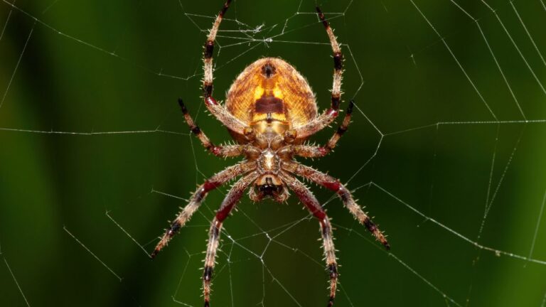 Aranha brasileira pode causar ereção por mais de 4 horas