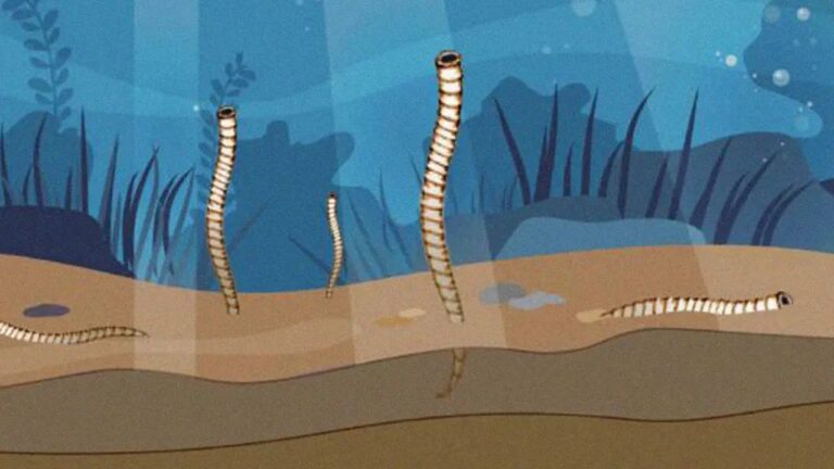 Fóssil de 550 milhões de anos traz segredos da evolução marinha