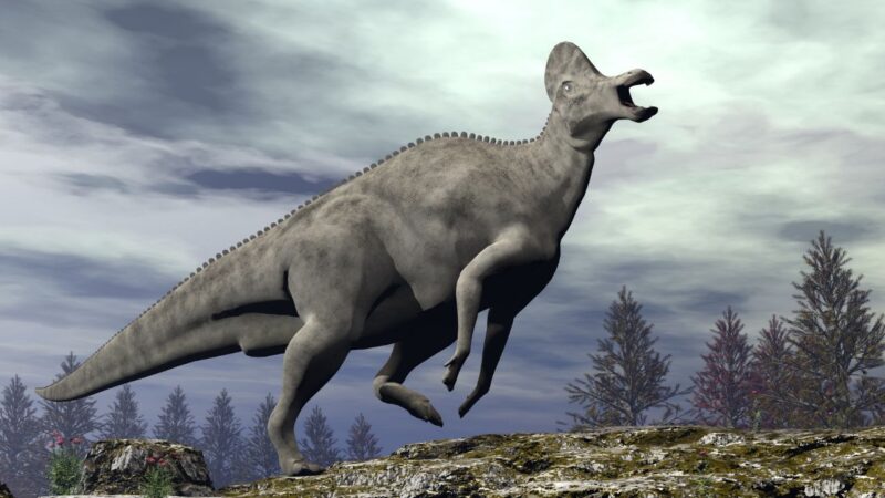 Ouça o som feito por dinossauro que viveu há 70 milhões de anos