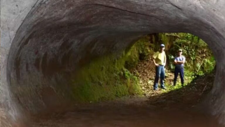 Túneis no Rio Grande do Sul teriam sido feitos por preguiças-gigantes há 8 mil anos