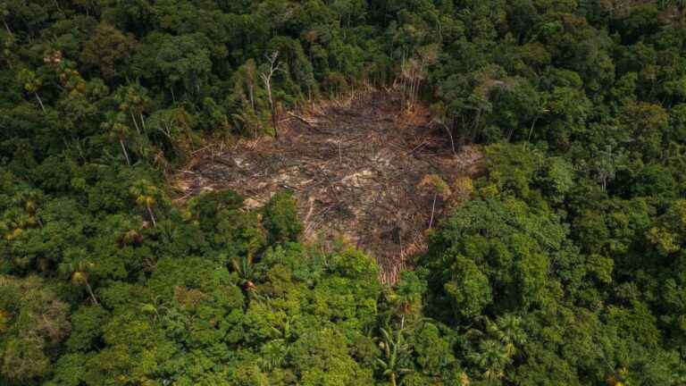 Em 40 anos, Amazônia perdeu área do tamanho da Espanha, aponta estudo