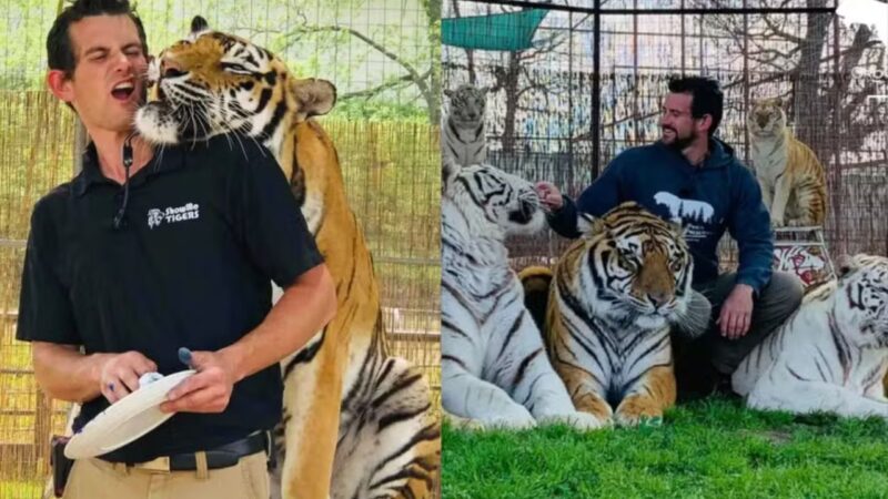 Tratador é morto por tigre em reserva de felinos nos EUA