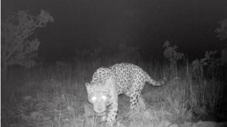 Onça-pintada bate recorde de natação mais longa já registrada para a espécie