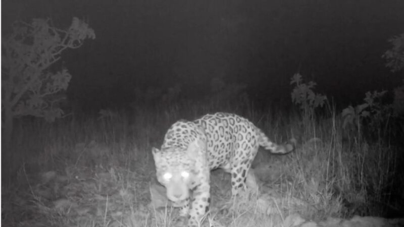Onça-pintada bate recorde de natação mais longa já registrada para a espécie