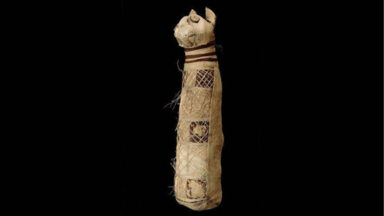 A múmia felina de 2.500 anos que continha os restos mortais de três gatos