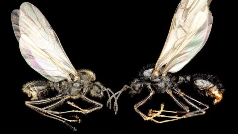Formiga é capaz de gerar clones machos de uma espécie distinta, diz estudo