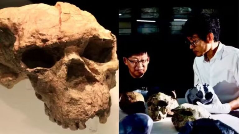 Encontrado na China, crânio de 900 mil anos pode mudar teoria da evolução