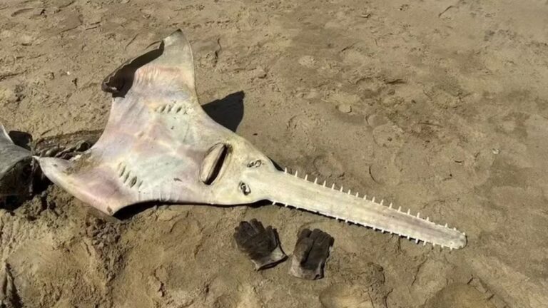 Peixe considerado extinto há 26 anos surge em praia na África
