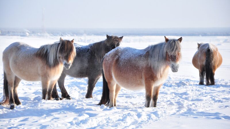 Análise genética revela a evolução dos cavalos Yakutian