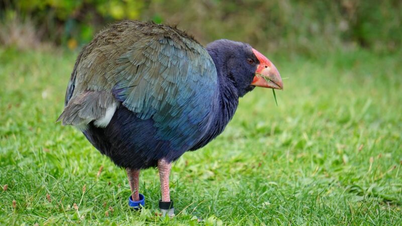 Conheça o takahē: A ave que ‘renasceu’ da extinção