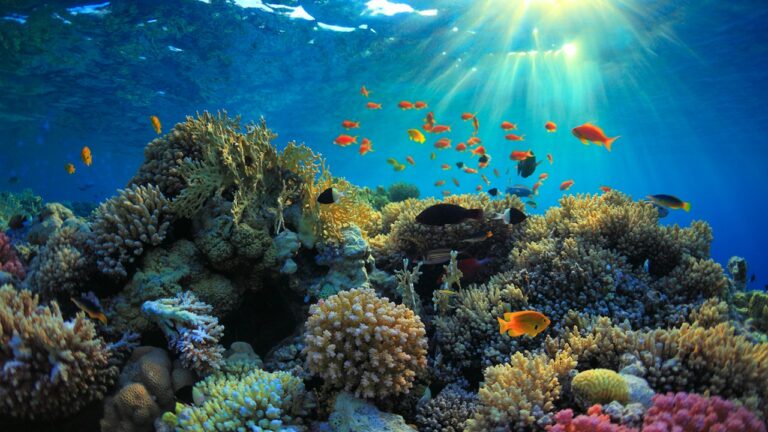 Oceanos atingem limite crítico pela primeira vez